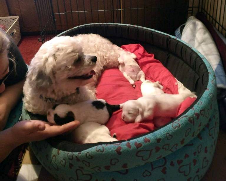 shichon puppies for sale gumtree